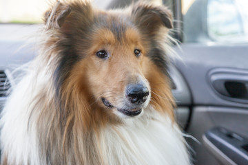 Cute rough scottish collie dog is sitting in a car, travelling with owners but it is frightened, afraid - obrazy, fototapety, plakaty