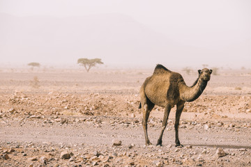 Camel in desert landscape in morocco