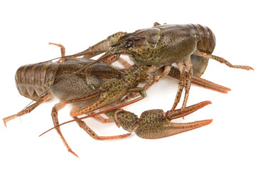 crayfish on a white background