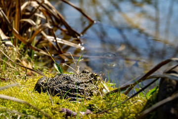 Frog Rana ridibunda sits on green grass onshore of pond and looks into water. Close-up. Natural habitat. Selective focus. Concept of nature of North Caucasus for design.