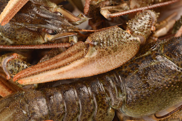 crayfish closeup