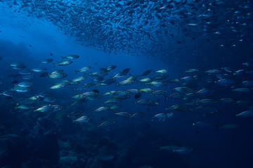 scad jamb under water / sea ecosystem, large school of fish on a blue background, abstract fish alive