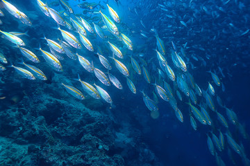 Panele Szklane  scad ościeżnica pod ekosystemem wodnym / morskim, duża ławica ryb na niebieskim tle, abstrakcyjna ryba żywa