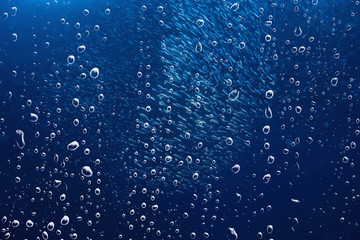 Fototapeta premium background underwater air bubbles reef / abstract sea background, diving, nature, ocean