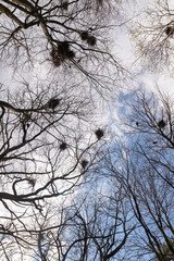Crow nests on old lindens