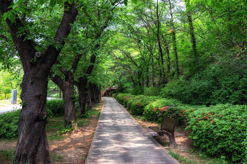 Obraz premium summer scene in dream forest park