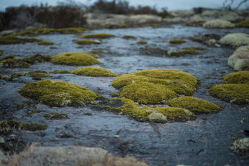 moss and rock