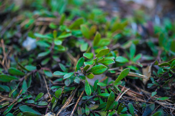 foliage
