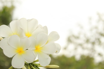 Obraz premium white flowers