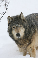 Grey Wolf in winter scene in Montana USA