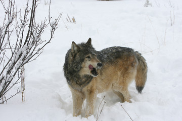 Grey Wolf in winter scene in Montana USA