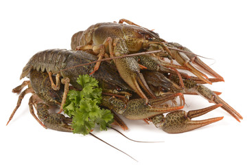 crayfish on a white background
