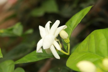 White color Jasmine flowers in garden.