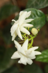 White color Jasmine flowers in garden.