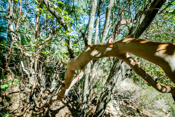 Sandalwood growing in Turkish forest in natural environment