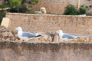 Two seagulls follow for earch other.