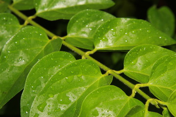 green leaf with water drops