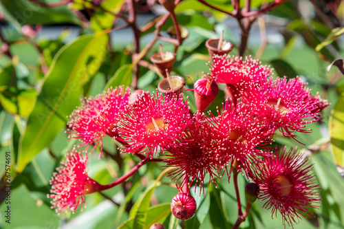 Pink Flowers Of Eucalyptus Calophylla Marri Native Australian