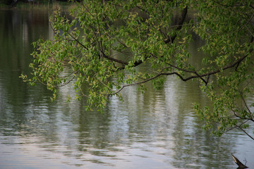 Blue water in a forest lake. Forest Lake