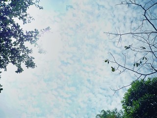 Low Angle View of Tree Branches and Leaves Silhouette Against Blue Cloudy Sky