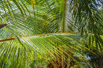 Tropical green palm leaves in bright sun rays background