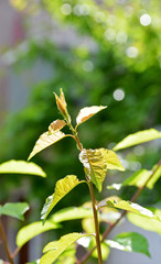 branch of a tree in spring