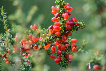 Small red wild fruits in the Pampas forest, Patagonia, Argentina