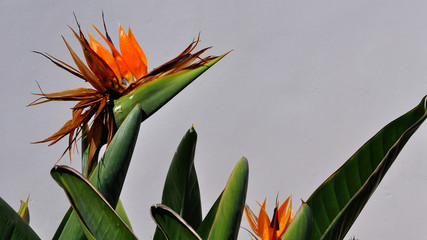 Papageienblume © Martin