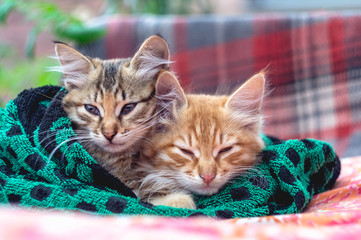 Two cute kittens in a towel