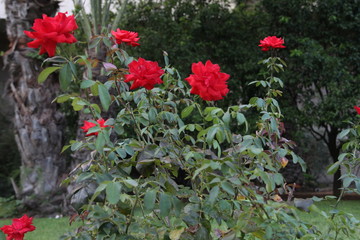 flowers in the garden