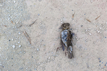 Dead bird on concrete floor