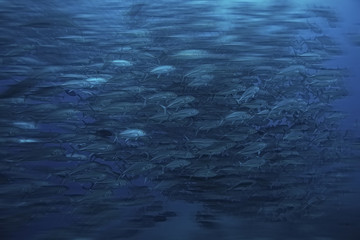 many Caranx underwater / large fish flock, underwater world, ocean ecological system