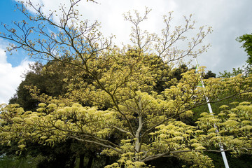 Springtime ornamental tree