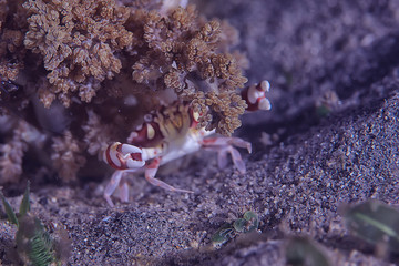 crab underwater photo / small crab, underwater scene