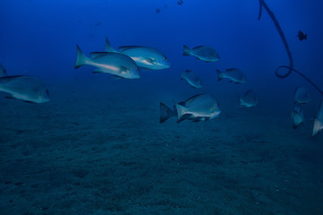 Fototapeta na wymiar underwater world / blue sea wilderness, world ocean, amazing underwater
