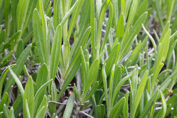 lavendel grün frühling