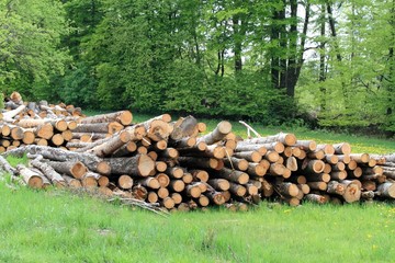 Spruce logs on the spring meadow with dandelions.  Stock of logs at the deciduous forest