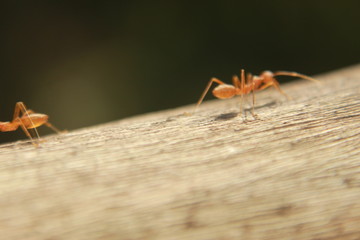 Oecophylla smaragdina. Common names weaver ant, green ant, green tree ant and orange gaster.