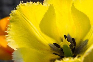 Fototapeta premium Yellow tulip on dank background. Bright flowers in spring. Awakening of nature and the Earth