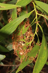 Oecophylla smaragdina nest. Common names weaver ant, green ant, green tree ant, and orange gaster)