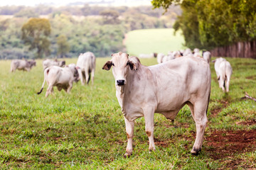 Nelore for fattening in the pasture of the farm. Livestock of Brazil