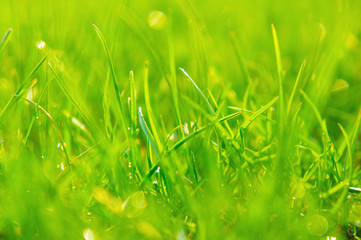 Juicy first grass in sunshine. Bright flowers in spring. Awakening of nature and the Earth