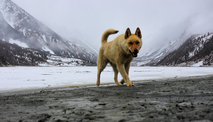 Собачка по кличке "Таарзан"