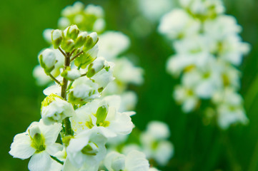 Obraz premium Bright flowers in spring. Awakening of nature and the Earth