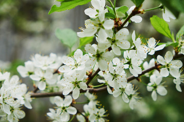spring garden flowering Apple and pear and cherry trees