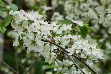 spring garden flowering Apple and pear and cherry trees