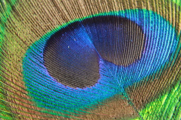 peacock feather