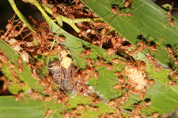 Oecophylla smaragdina nest. Common names weaver ant, green ant, green tree ant, and orange gaster.