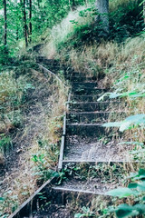 hiking trail with stairs in the forest
