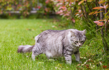 Naklejka na ściany i meble Lovable cat with long hair outdoor in a garden, siberian purebred kitten
